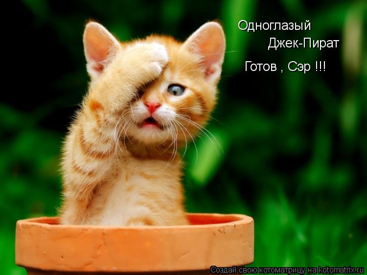 Котоматрица: Одноглазый  Джек-Пират  Готов , Сэр !!!