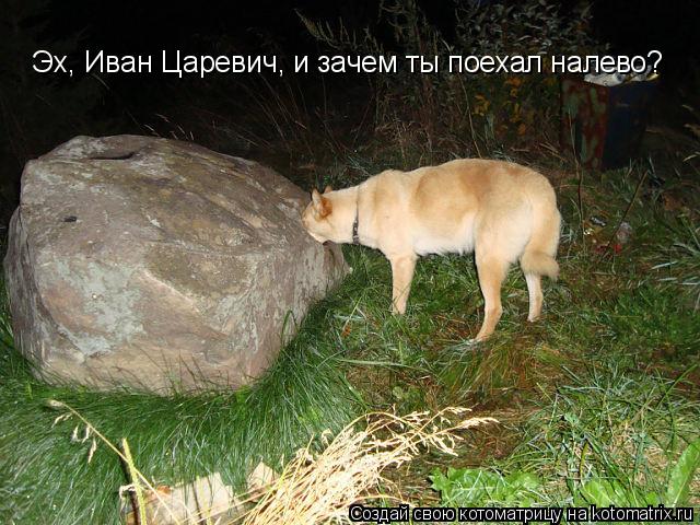 Котоматрица: Эх, Иван Царевич, и зачем ты поехал налево?