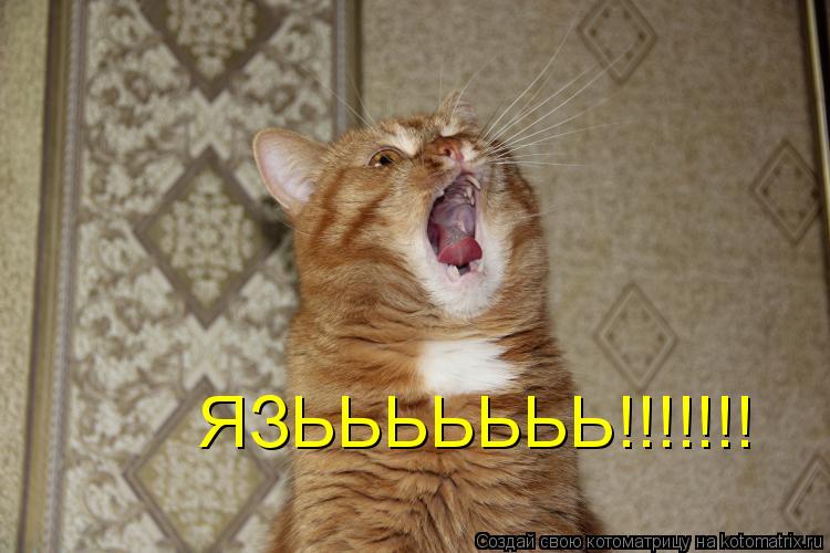 Котоматрица: ЯЗЬЬЬЬЬЬЬ!!!!!!!