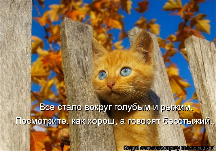 Котоматрица: Все стало вокруг голубым и рыжим. Посмотрите, как хорош, а говорят бесстыжий..