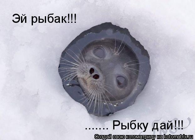 Котоматрица: Эй рыбак!!!   ....... Рыбку дай!!!