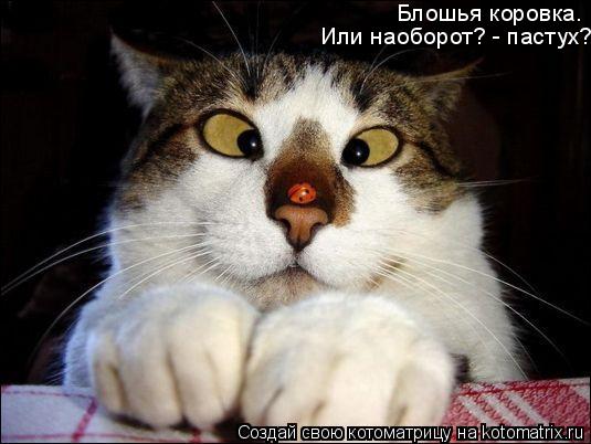 Котоматрица: Блошья коровка. Или наоборот? - пастух?