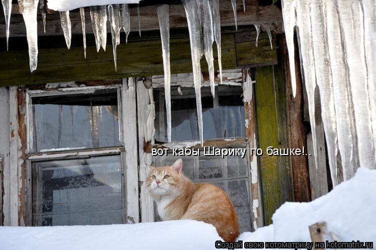 Котоматрица: вот кабы Шарику по башке!..