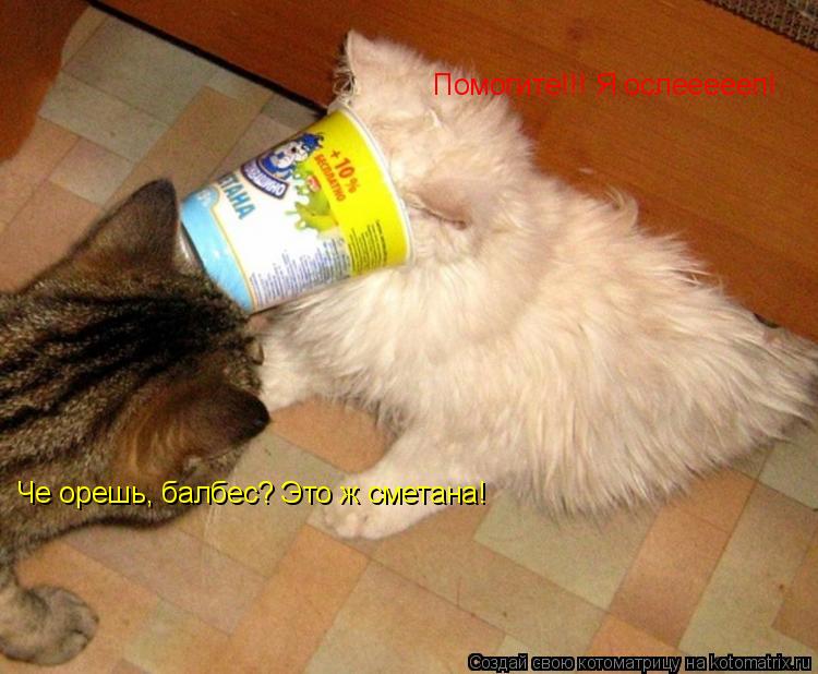 Котоматрица: Помогите!!! Я ослеееееп! Че орешь, балбес? Это ж сметана!