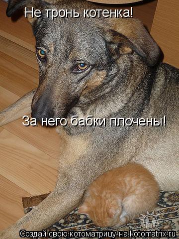 Котоматрица: Не тронь котенка! За него бабки плочены!