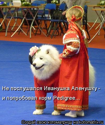 Котоматрица: Не послушался Иванушка Аленушку - и попробовал корм Pedigree...