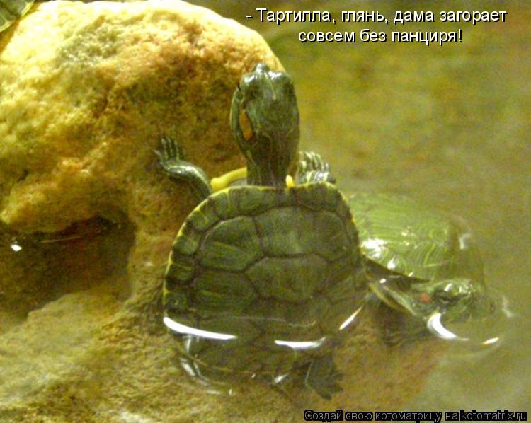 Котоматрица: - Тартилла, глянь, дама загорает совсем без панциря!