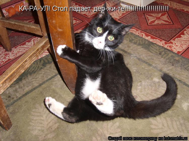 Котоматрица: КА-РА-УЛ! Стол падает, дер-жи-те!!!!!!!!!!!!!!!!!!!!!!