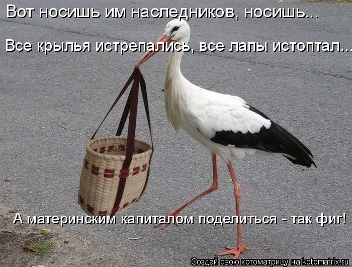 Котоматрица: Вот носишь им наследников, носишь... Все крылья истрепались, все лапы истоптал... А материнским капиталом поделиться - так фиг!