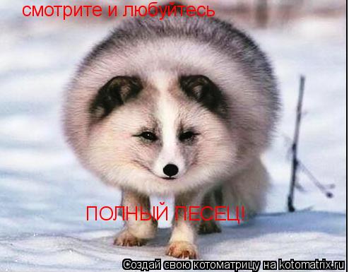 Котоматрица: смотрите и любуйтесь ПОЛНЫЙ ПЕСЕЦ!