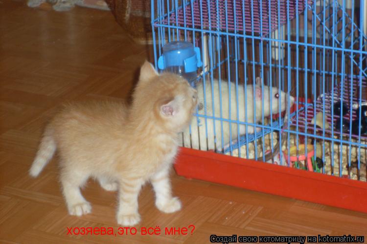 Котоматрица: хозяева,это всё мне?