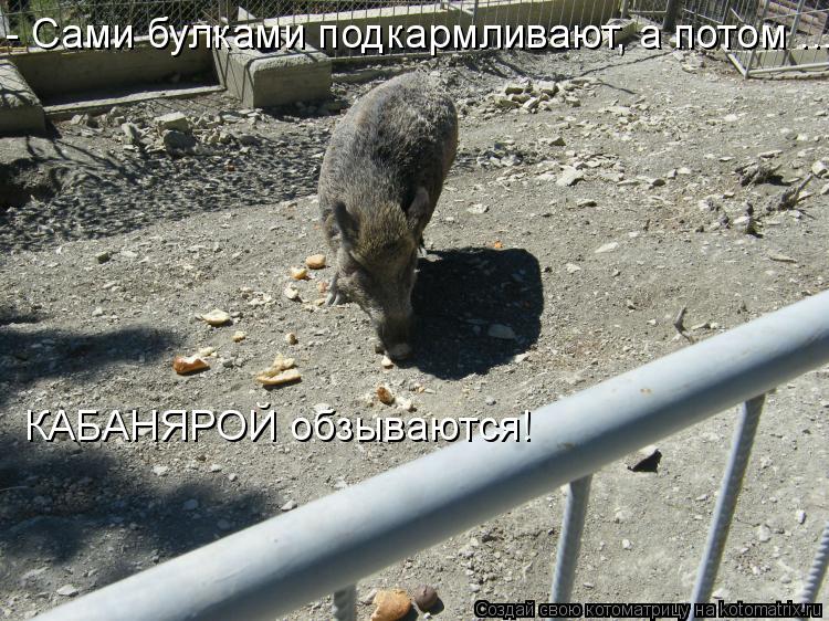 Котоматрица: - Сами булками подкармливают, а потом ... КАБАНЯРОЙ обзываются!
