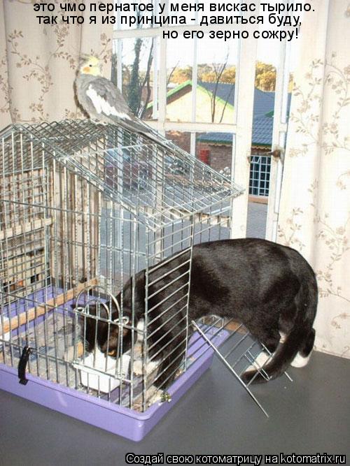 Котоматрица: это чмо пернатое у меня вискас тырило. так что я из принципа - давиться буду,  но его зерно сожру!