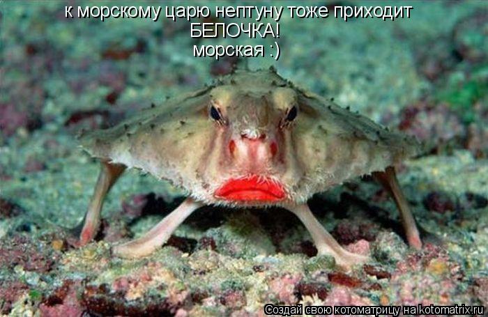 Котоматрица: к морскому царю нептуну тоже приходит БЕЛОЧКА! морская :)