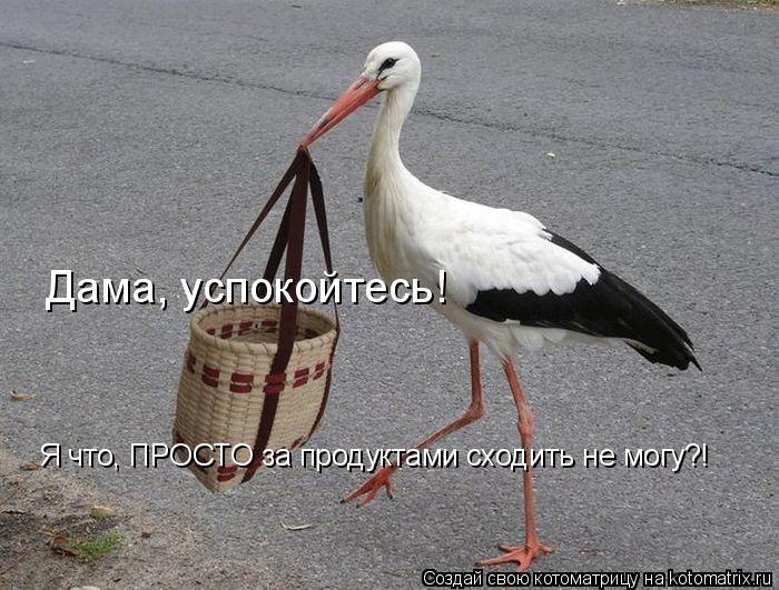Дама, успокойтесь! Я что, ПРОСТО за продуктами сходить не могу?!... Котоматрица: Дама, успокойтесь! Я что, ПРОСТО за продуктами сходить не могу?!