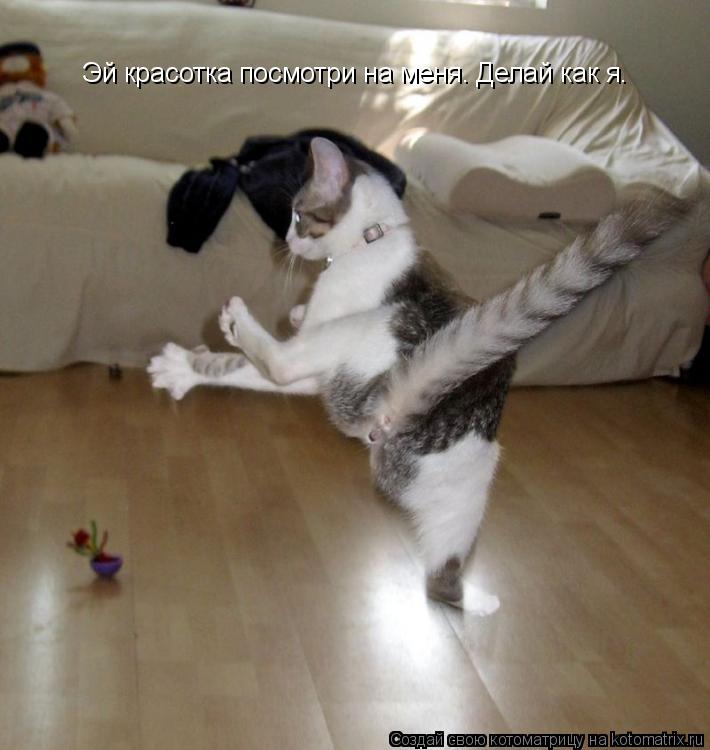 Котоматрица: Эй красотка посмотри на меня. Делай как я.