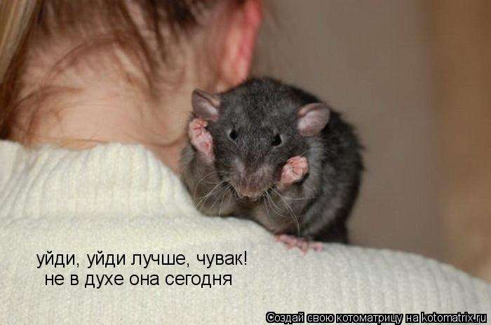 Котоматрица: уйди, уйди лучше, чувак! не в духе она сегодня
