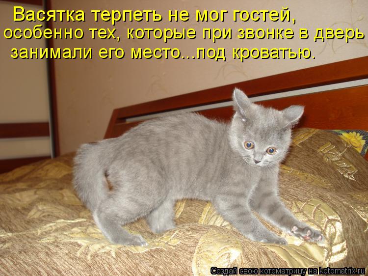 Котоматрица: Васятка терпеть не мог гостей, особенно тех, которые при звонке в дверь занимали его место...под кроватью.