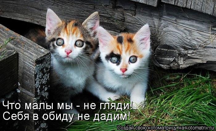 Котоматрица: Что малы мы - не гляди! Себя в обиду не дадим!