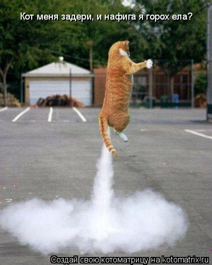 Котоматрица: Кот меня задери, и нафига я горох ела?