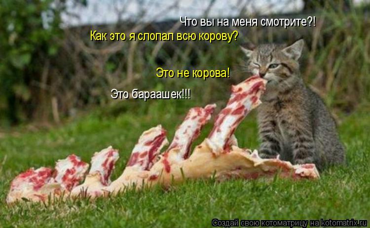 Котоматрица: Что вы на меня смотрите?! Как это я слопал всю корову? Это не корова! Это бараашек!!!