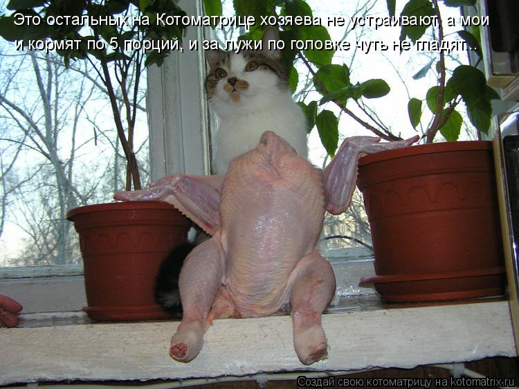 Котоматрица: Это остальных на Котоматрице хозяева не устраивают, а мои и кормят по 5 порций, и за лужи по головке чуть не гладят...