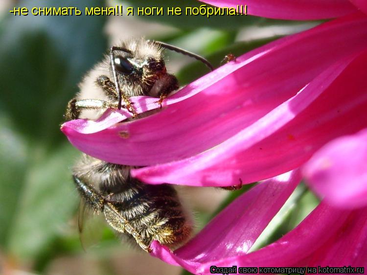 Котоматрица: -не снимать меня!! я ноги не побрила!!!