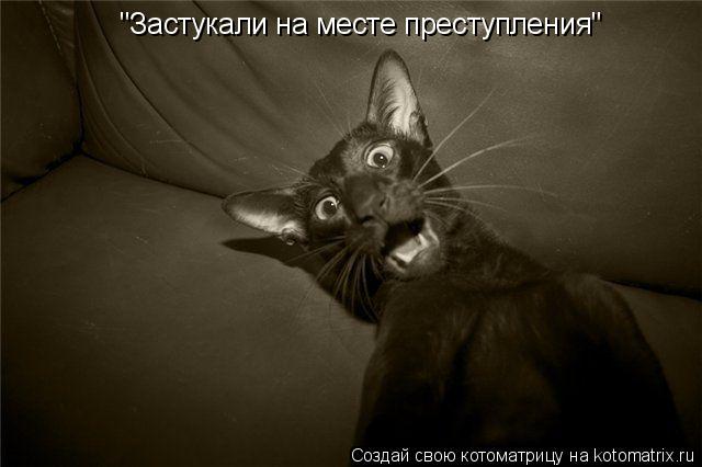 Котоматрица: "Застукали на месте преступления"