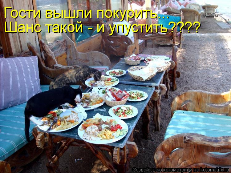 Шанс такой - и упустить???? Гости вышли покурить...... Котоматрица: Шанс такой - и упустить???? Гости вышли покурить...