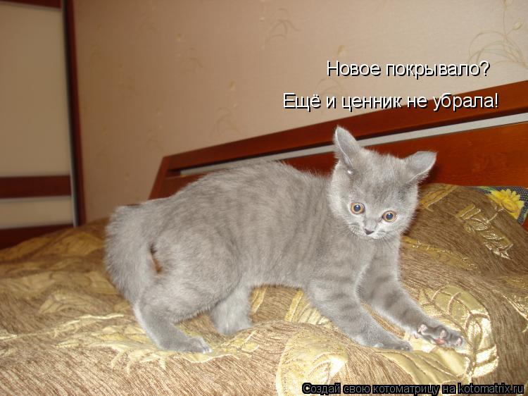 Котоматрица: Новое покрывало? Ещё и ценник не убрала!