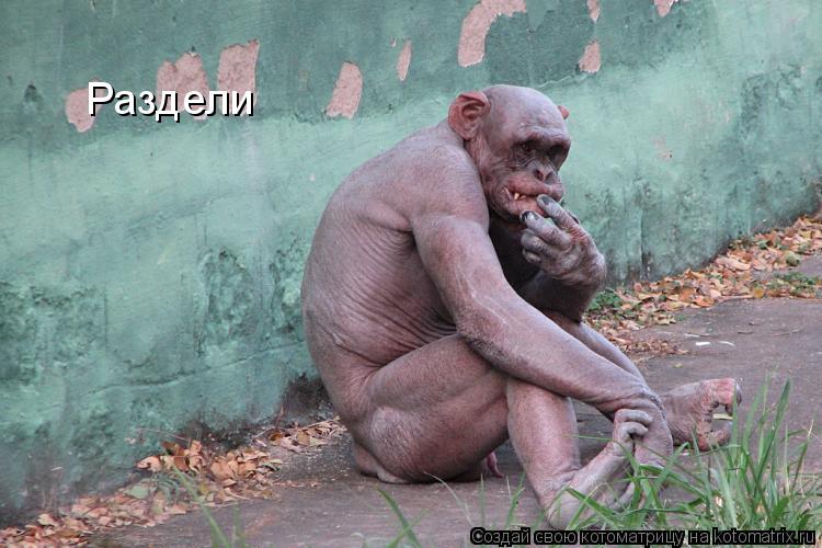 Котоматрица: Раздели