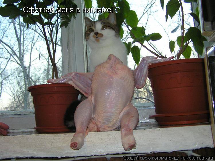Котоматрица: Сфоткай меня в нигляже!