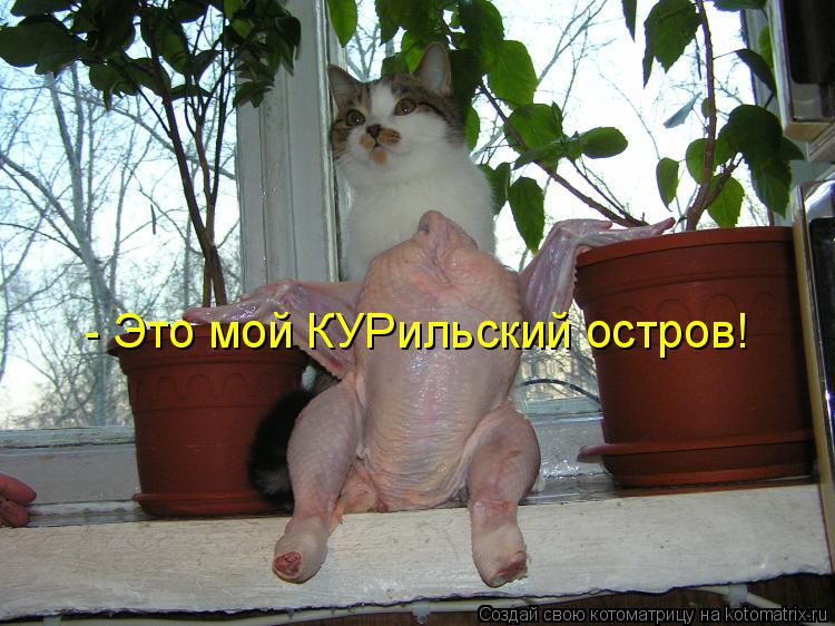 Котоматрица: - Это мой КУРильский остров!