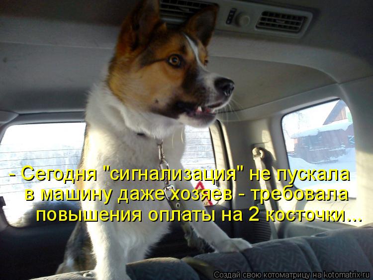 Котоматрица: - Сегодня "сигнализация" не пускала в машину даже хозяев - требовала повышения оплаты на 2 косточки...
