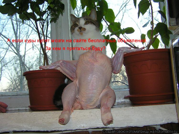Котоматрица: А если куры купят мозги на сайте бесплатных объявлений. За кем я прятаться буду?