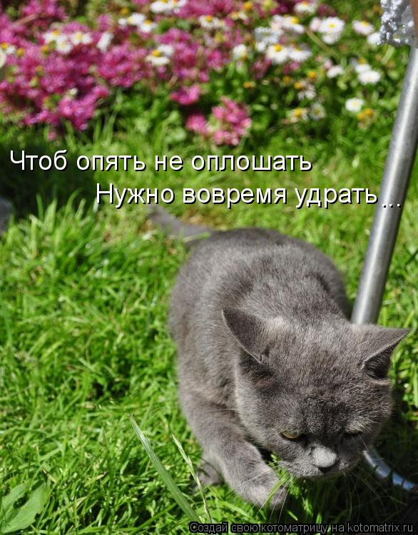 Котоматрица: Чтоб опять не оплошать Нужно вовремя удрать ...