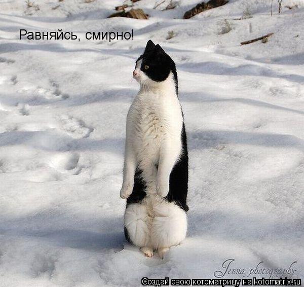 Равняйсь, смирно!... Котоматрица: Равняйсь, смирно!