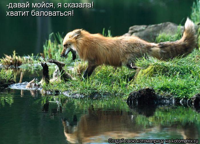 -давай мойся, я сказала! хватит баловаться!... Котоматрица: -давай мойся, я сказала! хватит баловаться!