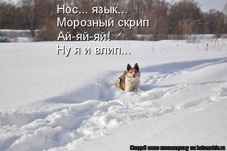 Нос... язык... Морозный скрип Ай-яй-яй! Ну я и влип...... Котоматрица: Нос... язык... Морозный скрип Ай-яй-яй! Ну я и влип...