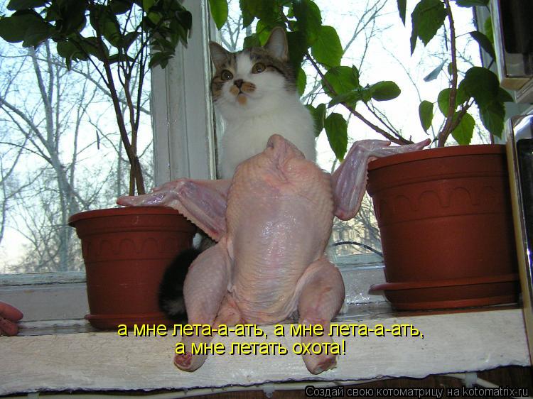 а мне лета-а-ать, а мне лета-а-ать, а мне летать охота!... Котоматрица: а мне лета-а-ать, а мне лета-а-ать, а мне летать охота!