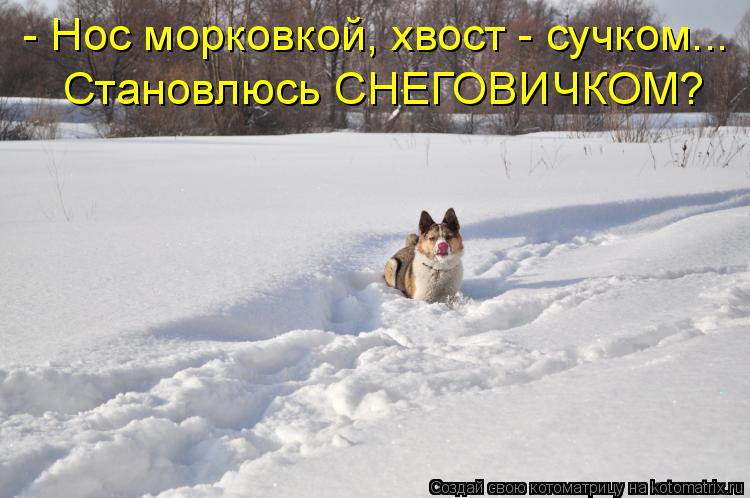 - Нос морковкой, хвост - сучком... Становлюсь СНЕГОВИЧКОМ?... Котоматрица: - Нос морковкой, хвост - сучком... Становлюсь СНЕГОВИЧКОМ?
