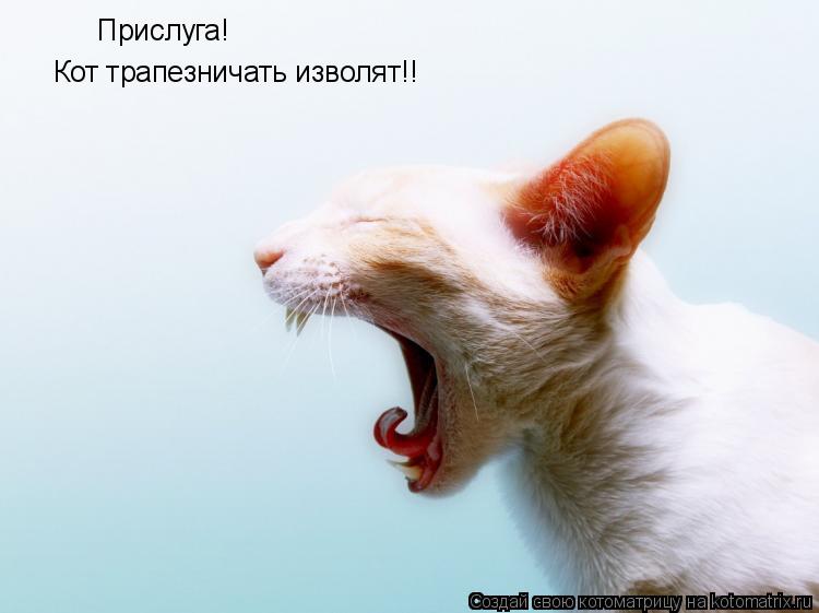 Прислуга! Кот трапезничать изволят!!... Котоматрица: Прислуга! Кот трапезничать изволят!!