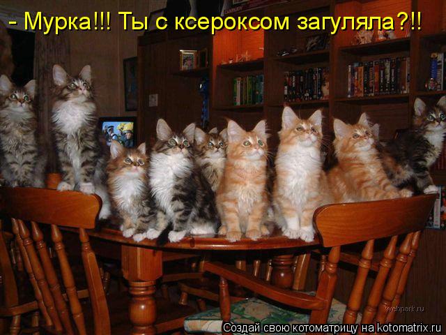 - Мурка!!! Ты с ксероксом загуляла?!!... Котоматрица: - Мурка!!! Ты с ксероксом загуляла?!!