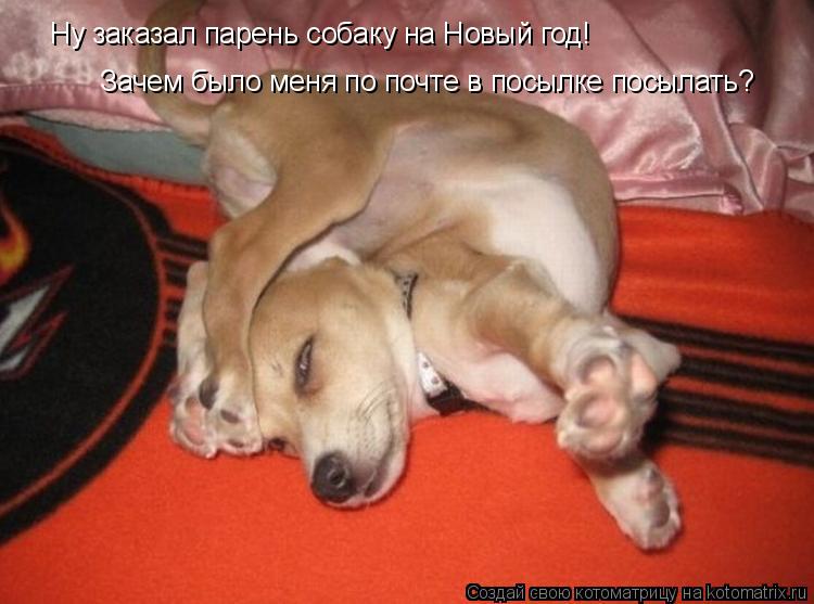 Ну заказал парень собаку на Новый год! Зачем было меня по почте в посылке посылать?... Котоматрица: Ну заказал парень собаку на Новый год! Зачем было меня по почте в посылке посылать?