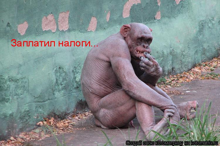 Заплатил налоги...... Котоматрица: Заплатил налоги...