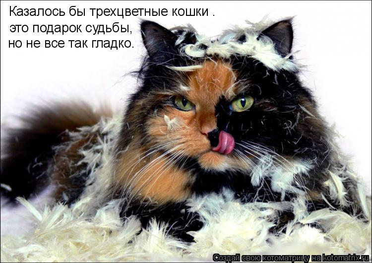 Котоматрица: Казалось бы трехцветные кошки – это подарок судьбы,  но не все так гладко.