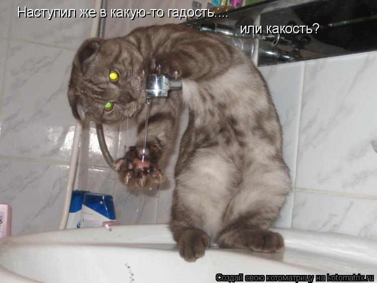 Котоматрица: Наступил же в какую-то гадость.... или какость?