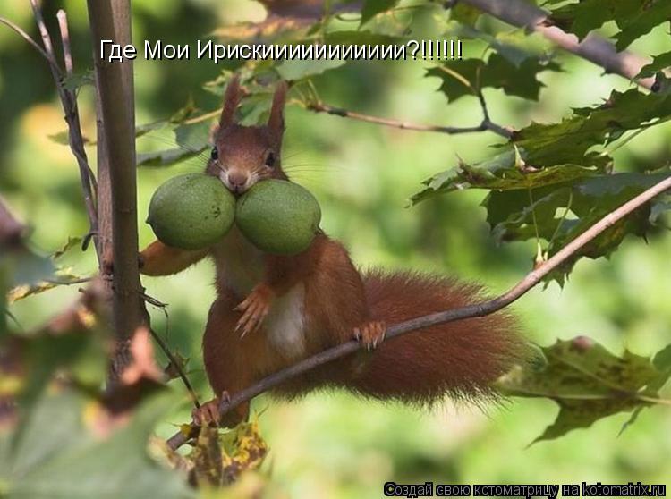 Котоматрица: Где Мои Ирискиииииииииии?!!!!!!
