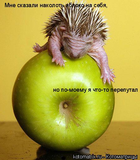 Котоматрица: Мне сказали наколоть яблоко на себя, но по-моему я что-то перепутал