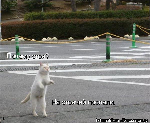 Котоматрица: Почему стоя?  На стоячий послали.